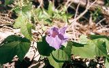 Photo of Ipomoea indica (blue morning-glory) - Ford, L.,QPWS,2002