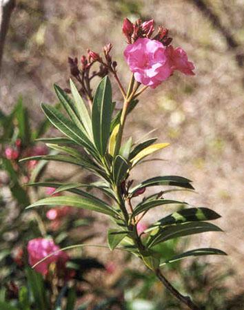 Species profile | Environment, land and water | Queensland Government