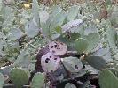 Photo of Opuntia stricta () - Ford, L.,QPWS