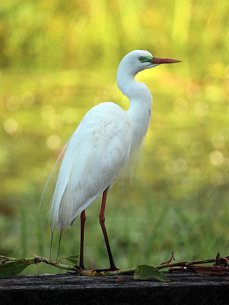 Intermediate Egret