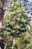 Photo of Schefflera actinophylla (umbrella tree) - Ford, L.,NPRSR,2002