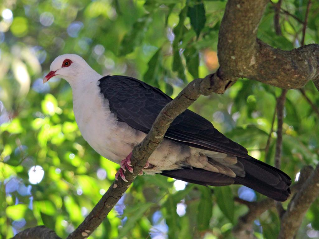 Species Profile—columba Leucomela White Headed Pigeon Environment