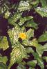 Photo of Sphagneticola trilobata () - Ford, L.,QPWS