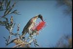 Photo of Philemon corniculatus (noisy friarbird) - Gynther, I.,DEHP,1994