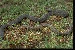 Photo of Notechis scutatus (eastern tiger snake) - Gynther, I.,DEHP