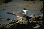 Photo of Thalasseus bergii (crested tern) - Gynther, I.,DEHP