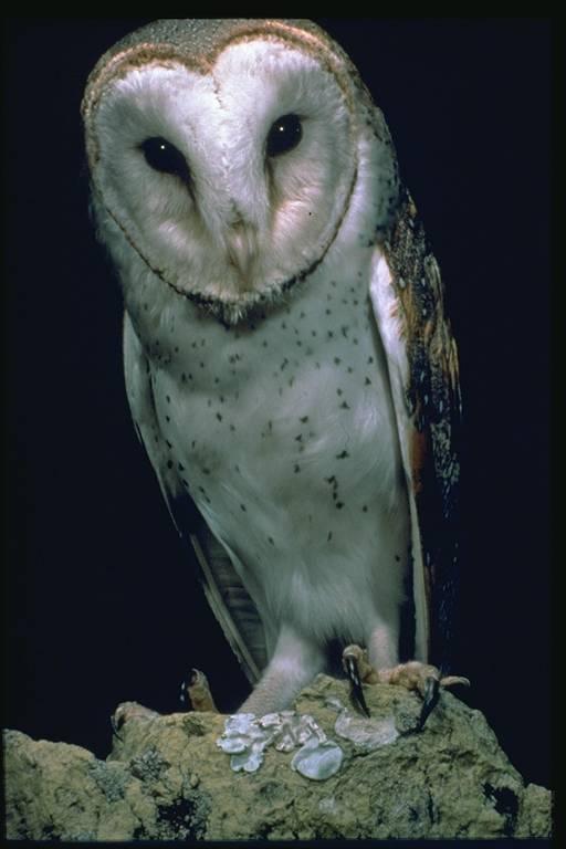 species-profile-tyto-javanica-eastern-barn-owl-environment-land