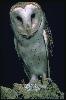 Photo of Tyto javanica (eastern barn owl) - Gynther, I.,DEHP
