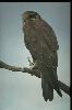 Photo of Falco berigora (brown falcon) - Gynther, I.,DEHP