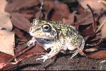 Photo of Cyclorana verrucosa (rough collared frog) - Thomson, B.,Bruce Thomson