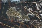 Photo of Limnodynastes tasmaniensis (spotted grassfrog) - Thomson, B.,Bruce Thomson
