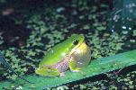 Photo of Litoria fallax (eastern sedgefrog) - Thomson, B.,Bruce Thomson