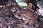 Photo of Mixophyes schevilli sensu lato (northern barred frog) - Thomson, B.,Bruce Thomson