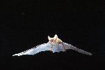 Photo of Nyctophilus daedalus (pallid long-eared bat) - Thomson, B.,Bruce Thomson