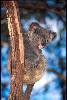 Photo of Phascolarctos cinereus (koala) - Thomson, B.,Bruce Thomson