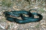 Photo of Pseudechis porphyriacus (red-bellied black snake) - Thomson, B.,Bruce Thomson