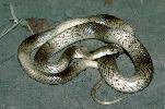 Photo of Pseudonaja guttata (speckled brown snake) - Thomson, B.,Bruce Thomson