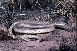 Photo of Pseudonaja guttata (speckled brown snake) - Thomson, B.,Bruce Thomson