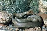 Photo of Pseudonaja textilis (eastern brown snake) - Thomson, B.,Bruce Thomson