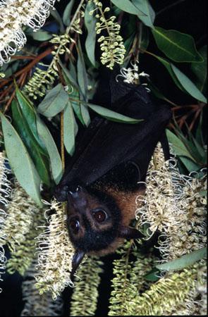 spectacled flying fox predators