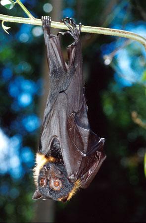 spectacled flying fox predators