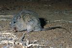 Photo of Rattus villosissimus (long-haired rat) - Thomson, B.,Bruce Thomson