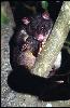 Photo of Trichosurus caninus (short-eared possum) - Thomson, B.,Bruce Thomson