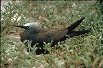 Photo of Anous stolidus (brown noddy) - Gynther, I.,DEHP