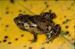 Photo of Assa darlingtoni (pouched frog) - Gynther, I.,DEHP