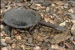 Photo of Chelodina expansa (broad-shelled river turtle) - Gynther, I.,DEHP,1994