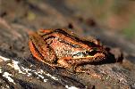 Photo of Limnodynastes peronii (striped marshfrog) - Gynther, I.,Ian Gynther