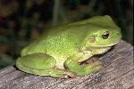 Photo of Litoria caerulea (common green treefrog) - Gynther, I.,Ian Gynther
