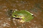 Photo of Litoria pearsoniana (cascade treefrog) - Gynther, I.,DEHP