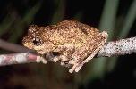 Photo of Litoria peronii (emerald spotted treefrog) - Gynther, I.,DEHP