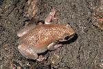 Photo of Litoria rubella (ruddy treefrog) - Gynther, I.,DEHP