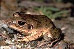 Photo of Mixophyes fasciolatus (great barred frog) - Gynther, I.