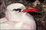 Photo of Phaethon rubricauda (red-tailed tropicbird) - Gynther, I.,Ian Gynther,1993