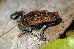 Photo of Pseudophryne coriacea (red backed broodfrog) - Gynther, I.,DEHP