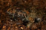Photo of Adelotus brevis (tusked frog) - Hines, H.,H.B. Hines DES,2009