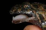 Photo of Adelotus brevis (tusked frog) - Hines, H.,H.B. Hines DES,2008