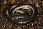 Photo of Anilios nigrescens (blackish blind snake) - Hines, H.,H.B. Hines DES,2009