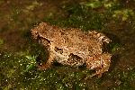 Photo of Assa darlingtoni (pouched frog) - Hines, H.,H.B. Hines DES,2006