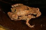 Photo of Assa darlingtoni (pouched frog) - Hines, H.,H.B. Hines DES,2007