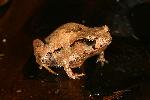 Photo of Assa darlingtoni (pouched frog) - Hines, H.,H.B. Hines DES,2007