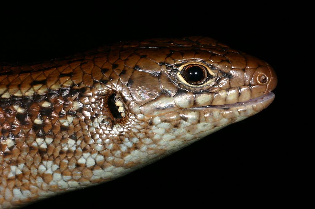 Species Profile Environment Land And Water Queensland Government