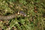 Photo of Cacophis krefftii (dwarf crowned snake) - Hines, H.,H.B. Hines DES,2008