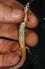 Photo of Calyptotis scutirostrum (scute-snouted calyptotis) - Hines, H.,H.B. Hines DES,2008