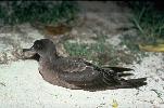 Photo of Ardenna pacifica (wedge-tailed shearwater) - Gynther, I.,Ian Gynther,1981