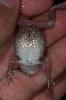 Photo of Cyclorana brevipes (superb collared frog) - Hines, H.,H.B. Hines DES,2008