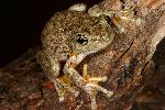 Photo of Litoria peronii (emerald spotted treefrog) - Hines, H.,H.B. Hines DES,2008
